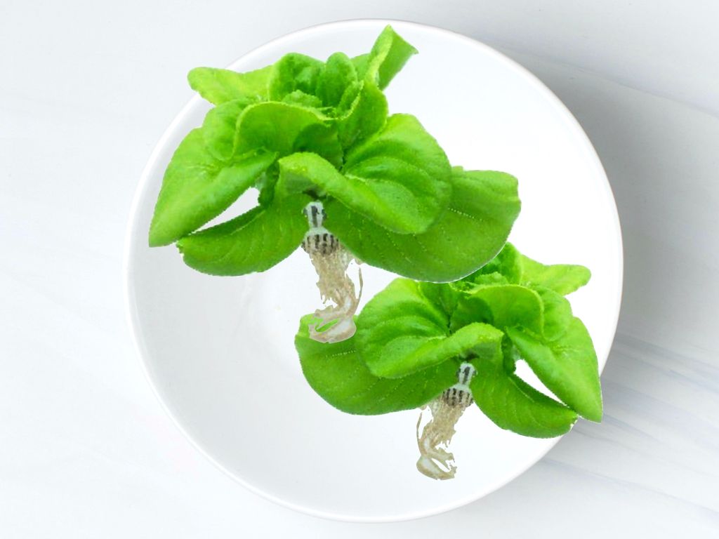 綠牛油生菜 Green Butter Lettuce