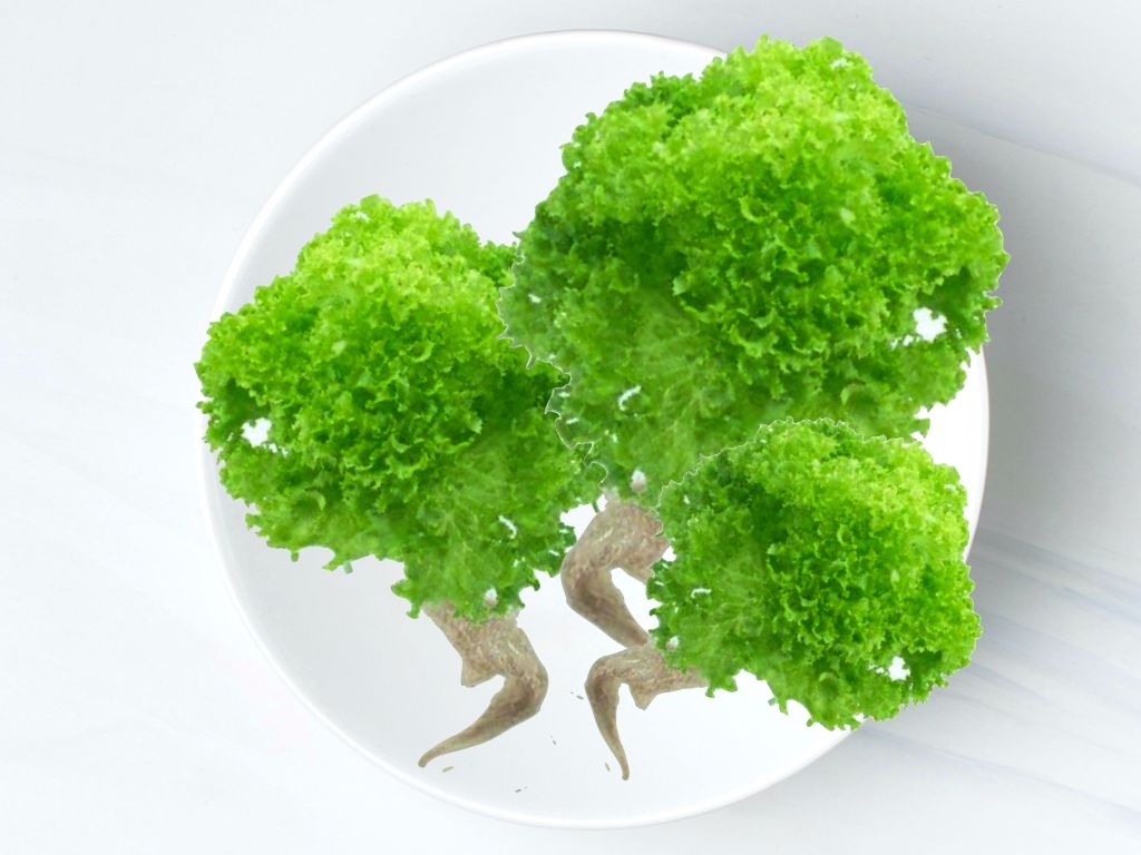 綠珊瑚生菜 Green Coral Lettuce