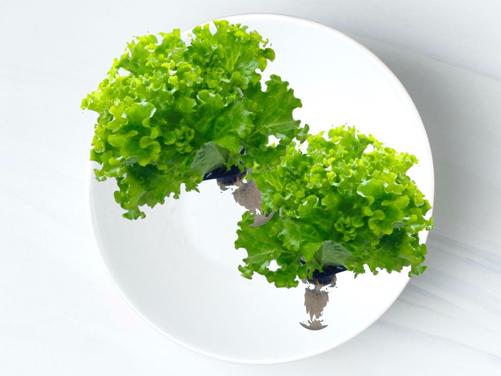 大葉綠珊瑚生菜 (綠花葉生菜) Green Batavia lettuce