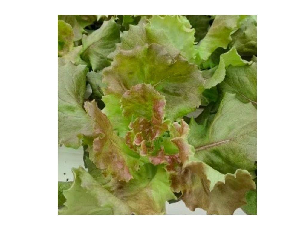紅花葉生菜 (Red Batavia lettuce)