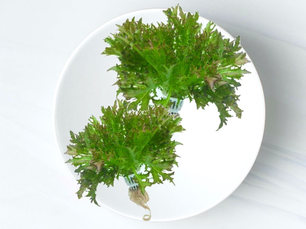 紅尖葉生菜 Salanova® (Red Salanova®)