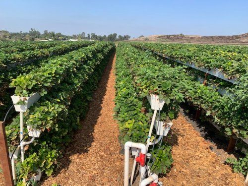GrowStream™ - Responsive Drip Irrigation