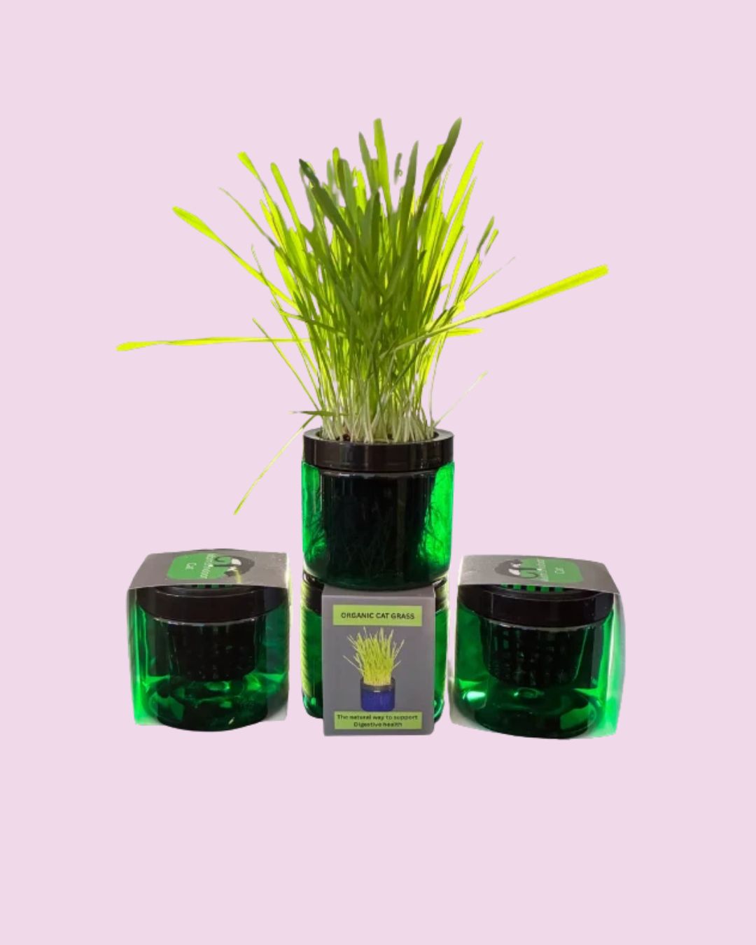 Mom's Indoor Cat- Organic Cat Grass Stylish Jar