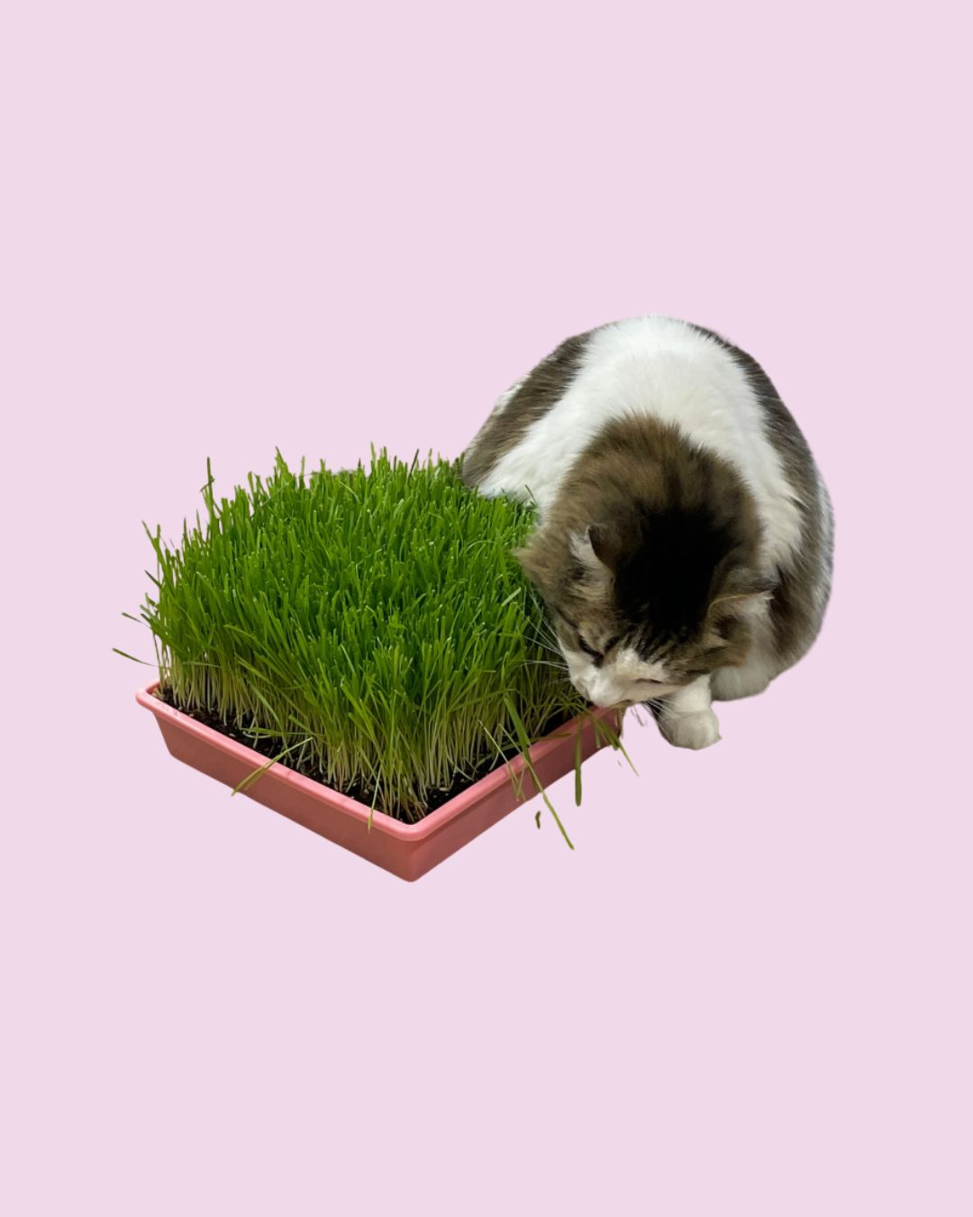 Mom's Indoor Cat - Cat Grass Tray Refill Pack w/ Organic Seeds and Soil