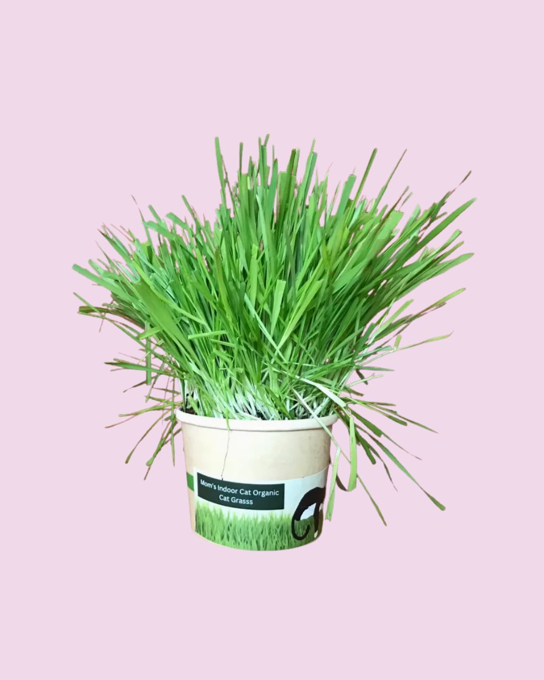 Mom's Indoor Cat - Compostable Cat Grass Cup