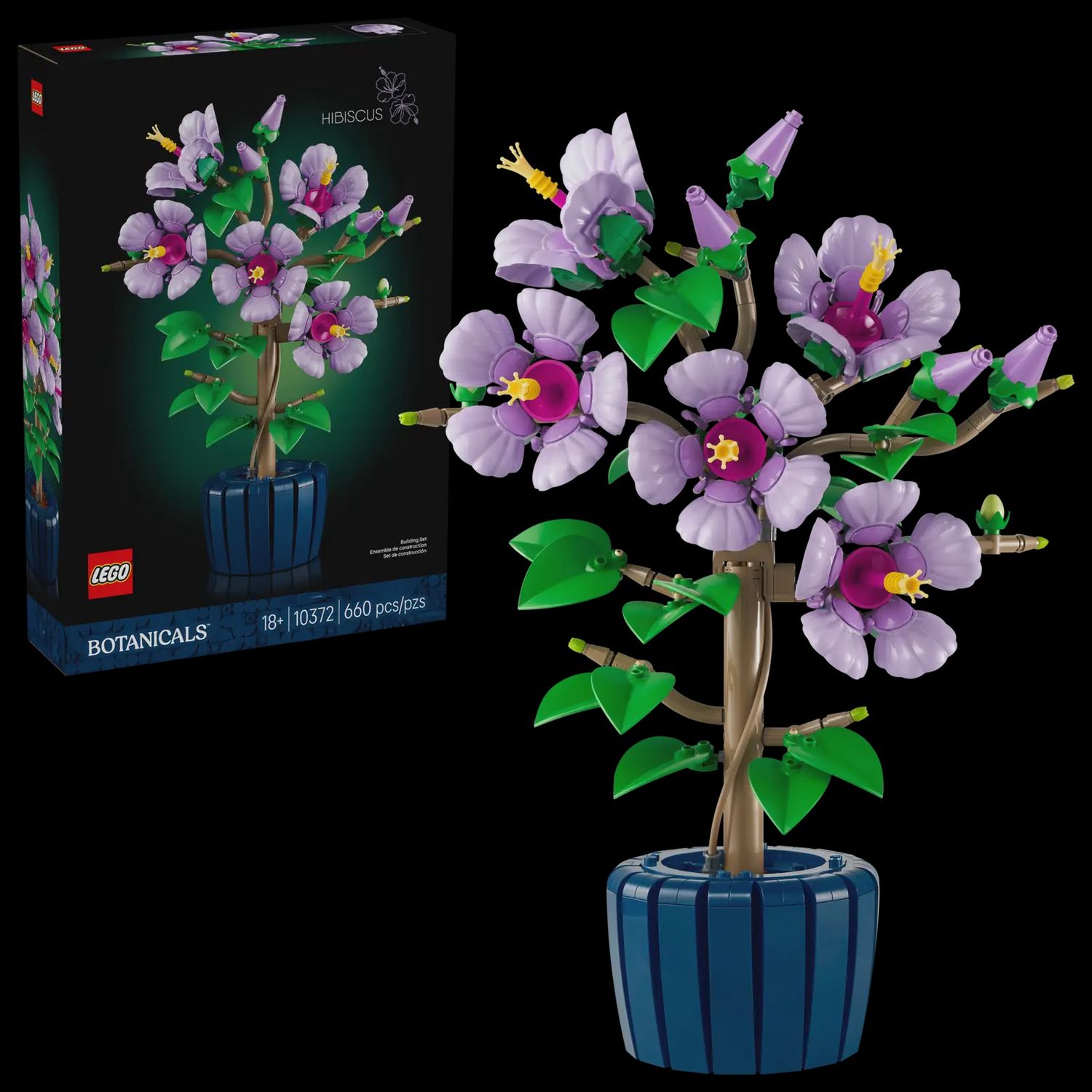 Hibiscus CS -10372