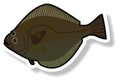 Fresh Flounder (per kg)