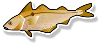 Fresh Haddock Fillet (per kg)