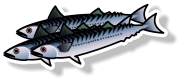 Fresh mackerel (per kg)