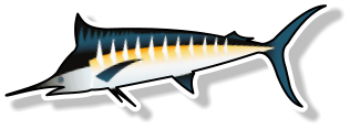 Fresh Marlin Loins (per kg)