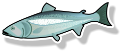 Fresh salmon Fillet Pin Boned (per kg)