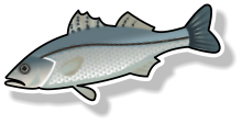 Fresh Sea bass (per kg)