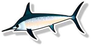 Fresh Swordfish Loin (per kg)
