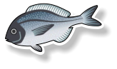 Fresh Black Bream - (per kg)