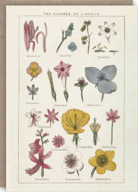 Classes of Linnaeus