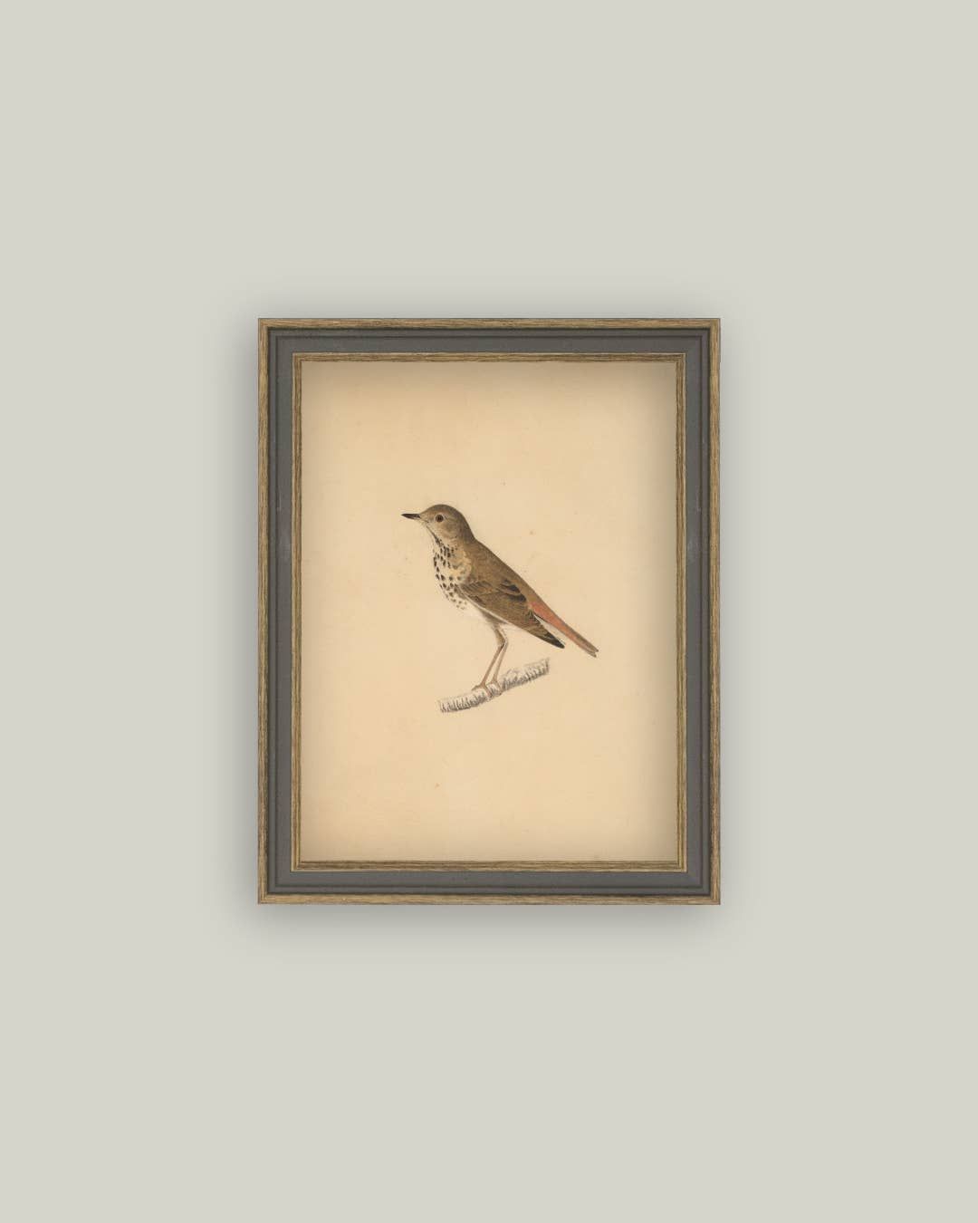 Bird Framed Antique Art: 7x9