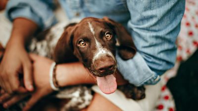 Dog Chews