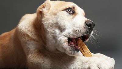 Dog Bones