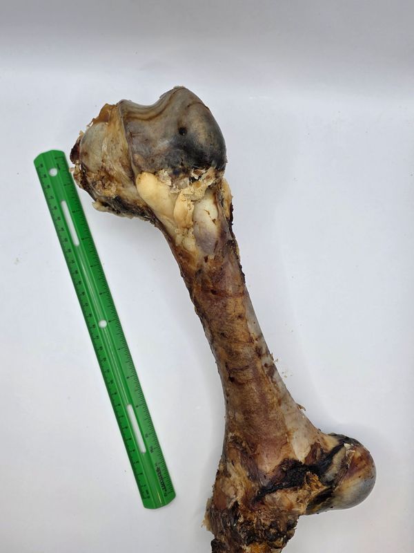 Pet Deli Beef Femur Dog Bone, Medium Pet Deli Beef Femur Dog Bone, Medium