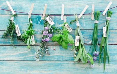 Plantas Medicinales