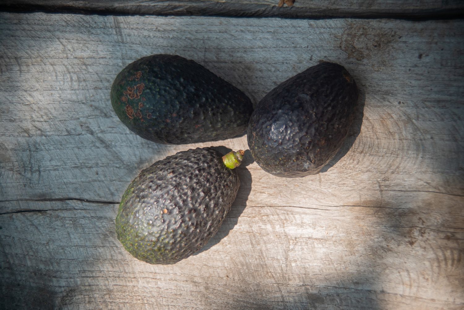 Aguacate