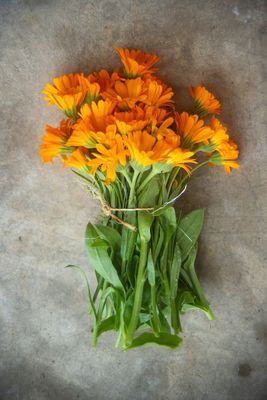 Flor de Caléndula