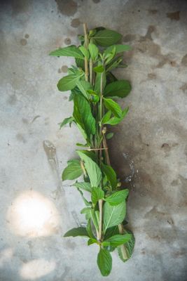 Lippia Alba