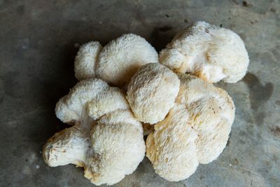 Hongo Melena de León fresca