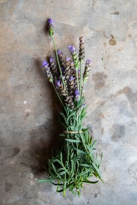 Lavanda
