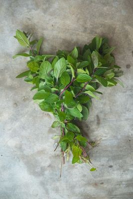 Menta
