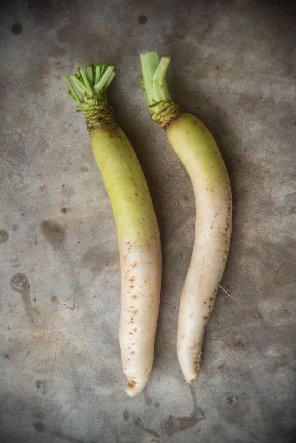 Rábano Daikon