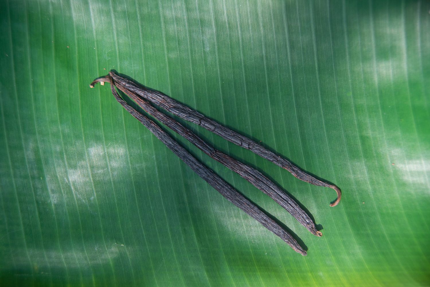 Vainilla