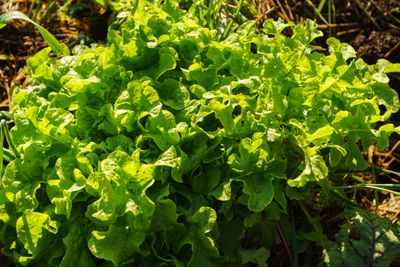 Lechuga