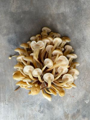 Hongo de Enokitake