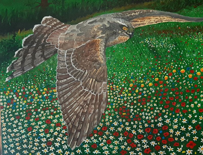 Sparrow Hawk (Original Artwork) Sparrow Hawk (Original Artwork)