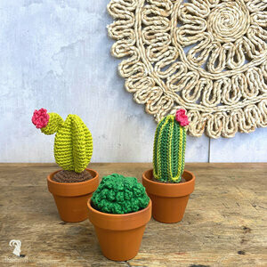 Cactussen