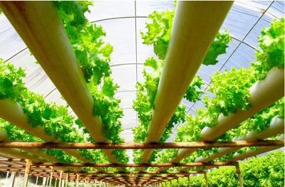 Indoor growing/hydroponics