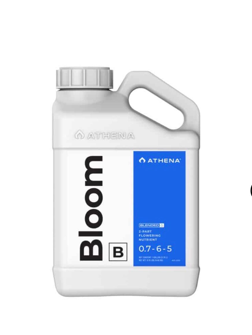 Bloom B 1gal