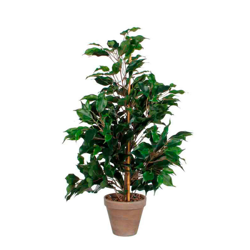 FICUS EXOTICA 65CM