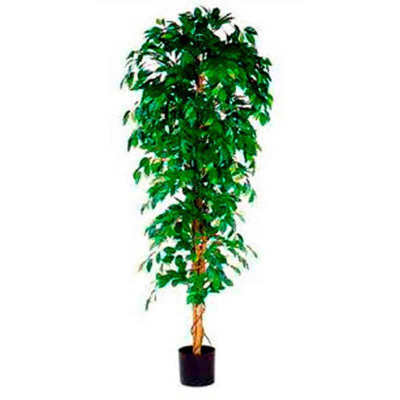 FICUS BENJAMINA 210CM EXCL. ANIMAL POT