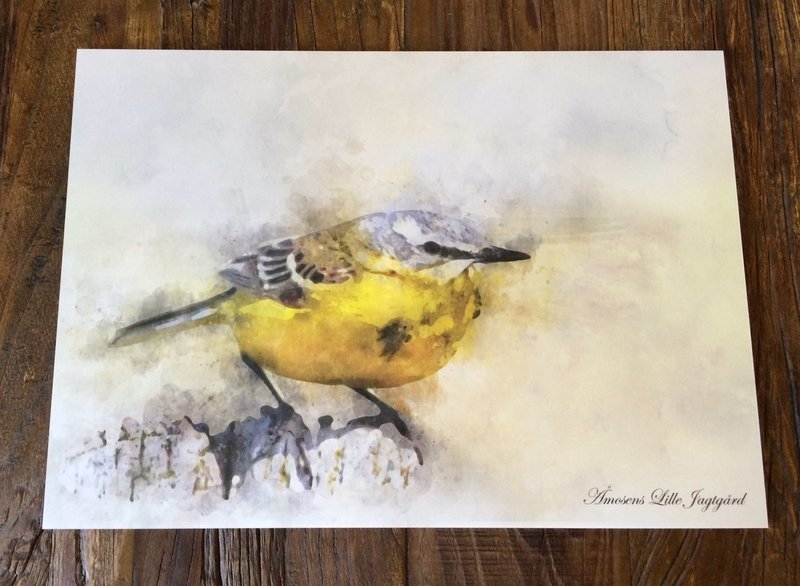 Watercolor billede med vipstjert Watercolor billede med vipstjert