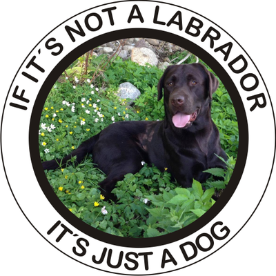 Klistermærke - Labrador