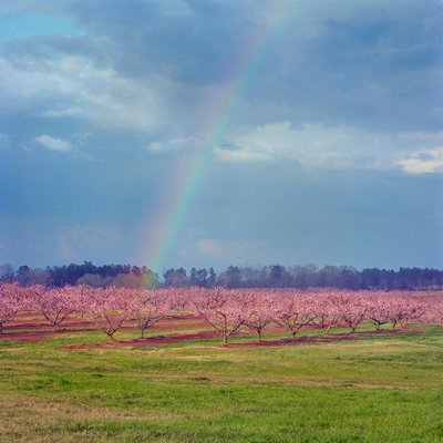 Rainbow over Peaches - Art Photograph