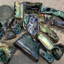 Paua, xs - medium size pieces