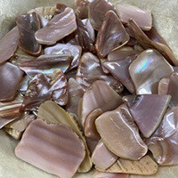 Pink shell, xs - medium size pieces