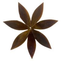 Stained Glass Petals: Antique Oak, Large