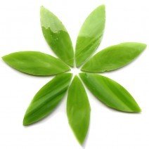 Petals: Green Tea Large