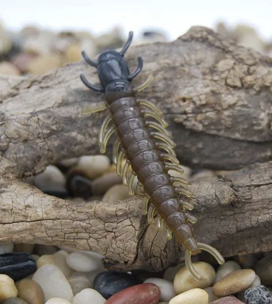 Baby Hellgrammite, Colour: Natural