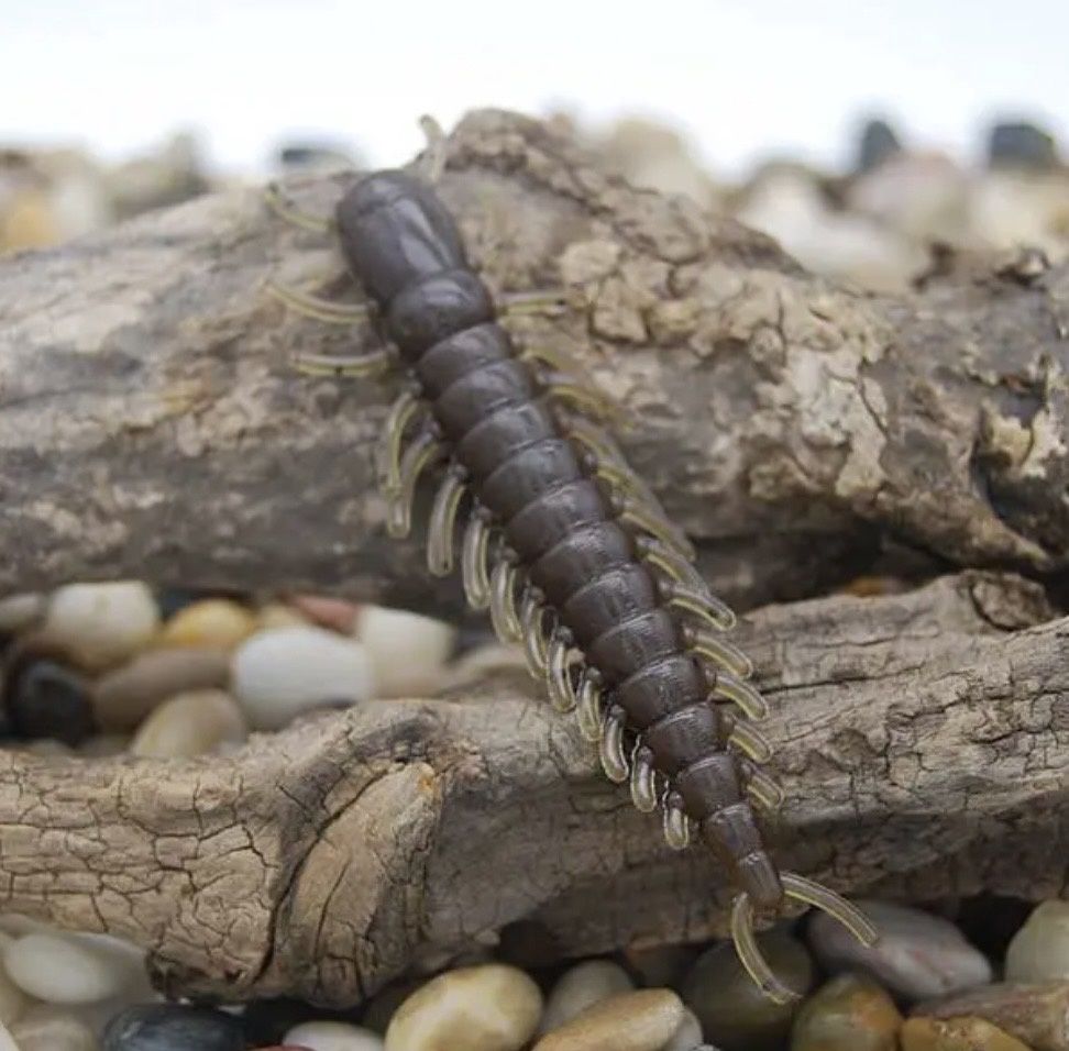 Hellgrammite, Colour: Green Pumpkin Brown