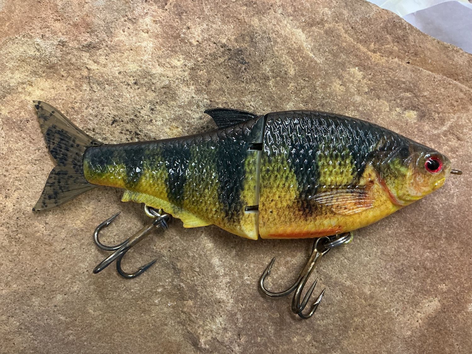 Omiscomaycus, Colour: Yellow Perch (Yellow Belly)